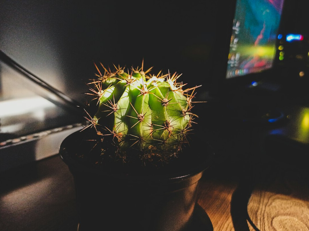 Monitor with program code on a tidy desk with a plant
